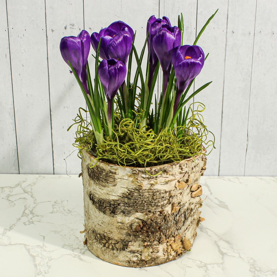 Pots &amp; Planters
