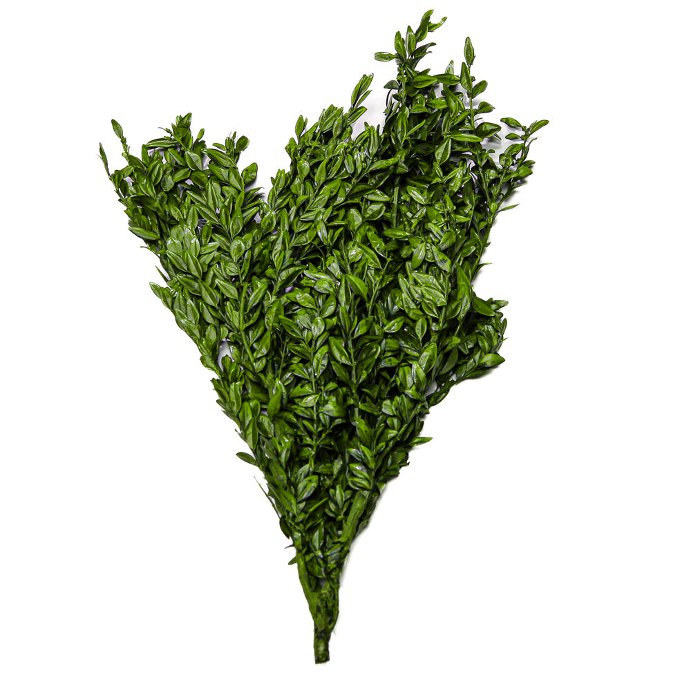 Preserved Boxwood Bundle in Natural Green 5oz. - view 1