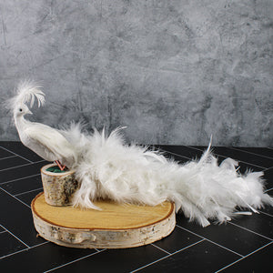 3 of 4: White Feathered Peacocks 17in