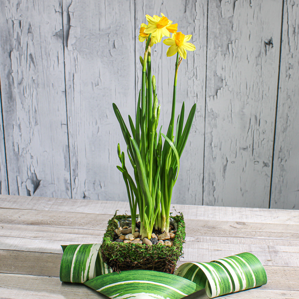 moss and wicker square pot 5in - view 2