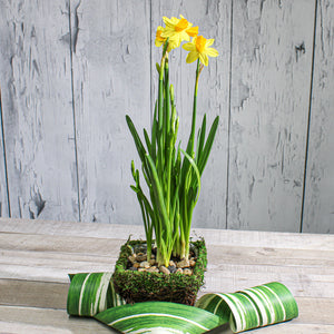 2 of 3: moss and wicker square pot 5in