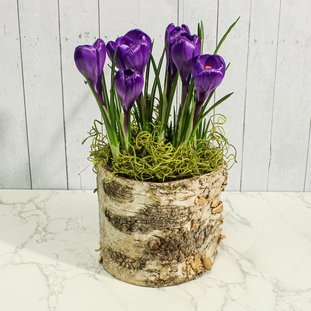 Birch Bark Planter 4.75" Pot w/ Plastic Liner