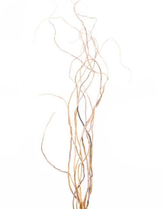 Curly Willow Tree Branch Bundle, 3-4 Feet - view 4
