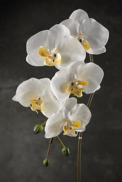 36 large phalaenopsis orchid spray with 5 flowers and 3 buds cream white - view 1