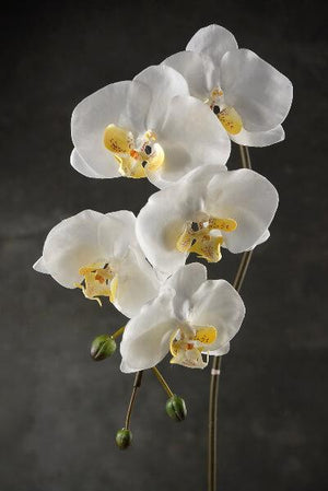 1 of 2: 36 large phalaenopsis orchid spray with 5 flowers and 3 buds cream white