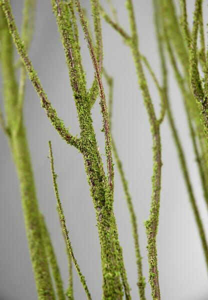 birch tree branches moss coated 4 5 5 branches bunch - view 1