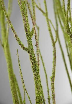 1 of 2: birch tree branches moss coated 4 5 5 branches bunch