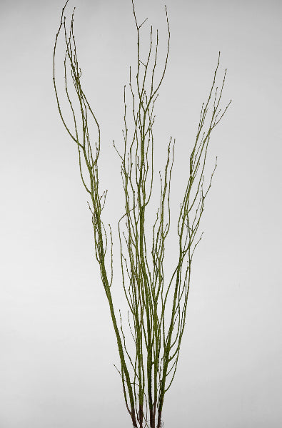 birch tree branches moss coated 4 5 5 branches bunch