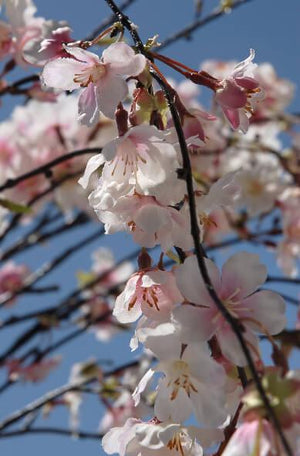3 of 3: silk cherry blossom branches 58