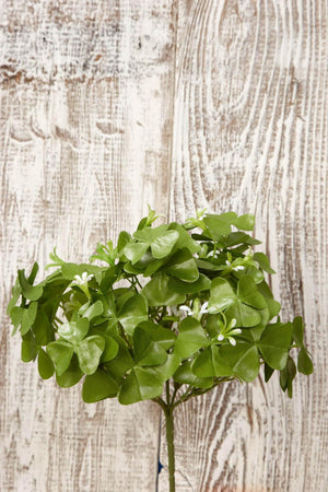3 of 3: clover bush 9in