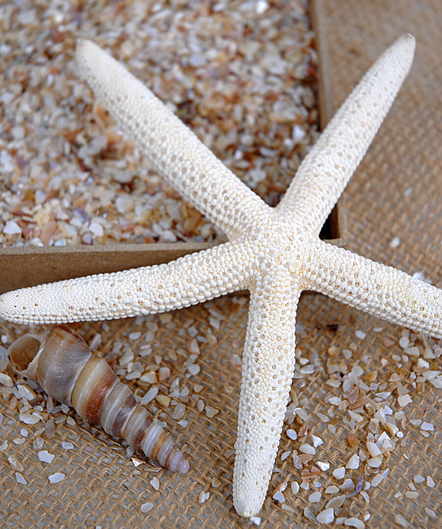 crushed shells fine 1 75 lbs