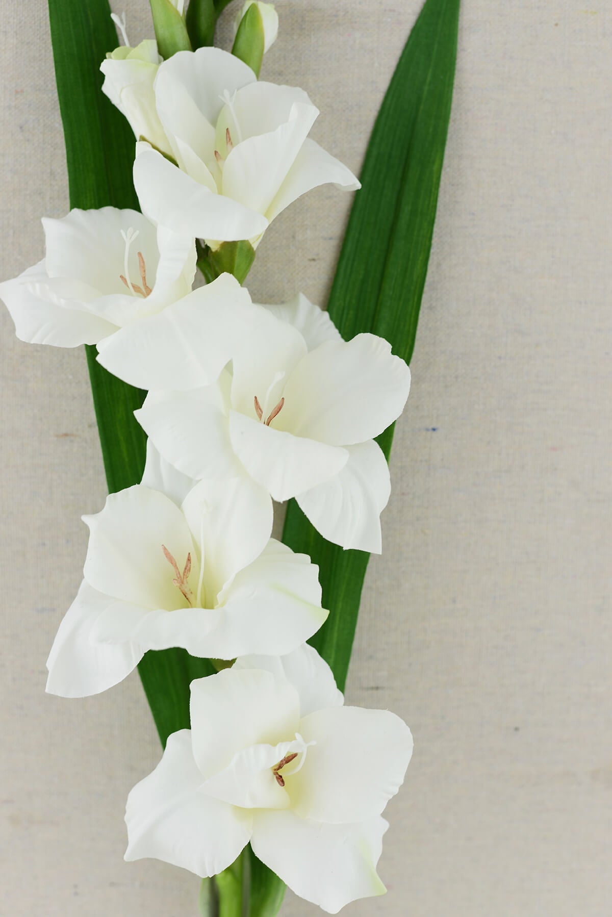 Gladiolus Flower Cream 33in - view 1