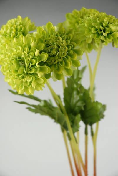 6 green pompom mums - view 1