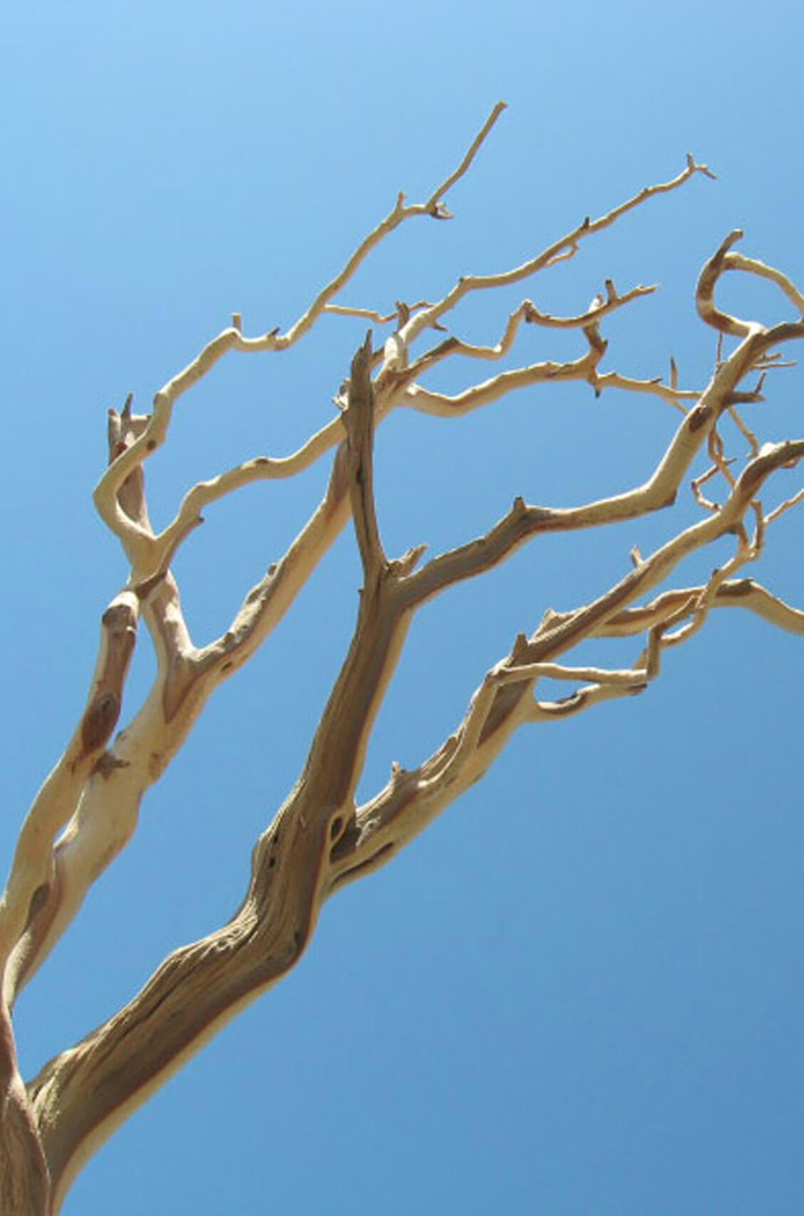 manzanita branch sanded 21 38 natural - view 1