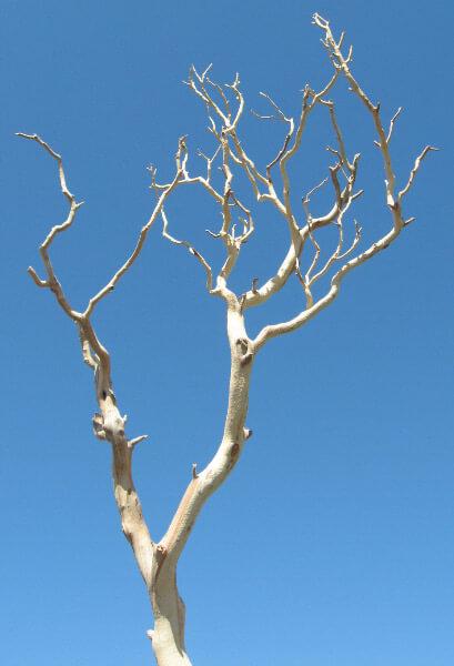 Manzanita Branches &nbsp;|&nbsp;Sanded Sierra Natural Manzanita 18-26in - view 1