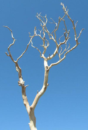 1 of 2: Manzanita Branches &nbsp;|&nbsp;Sanded Sierra Natural Manzanita 18-26in