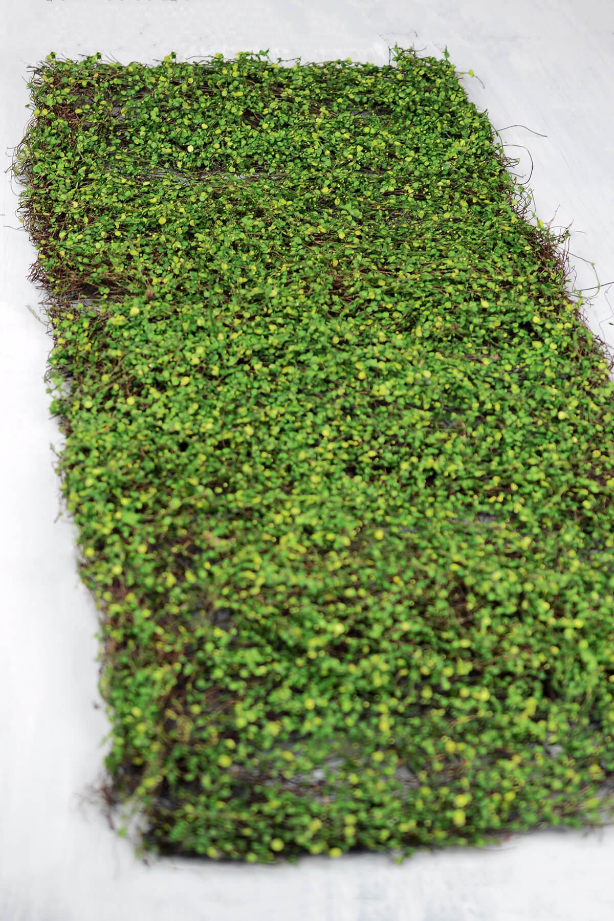 moss leaf mat green 16 x36 - view 1