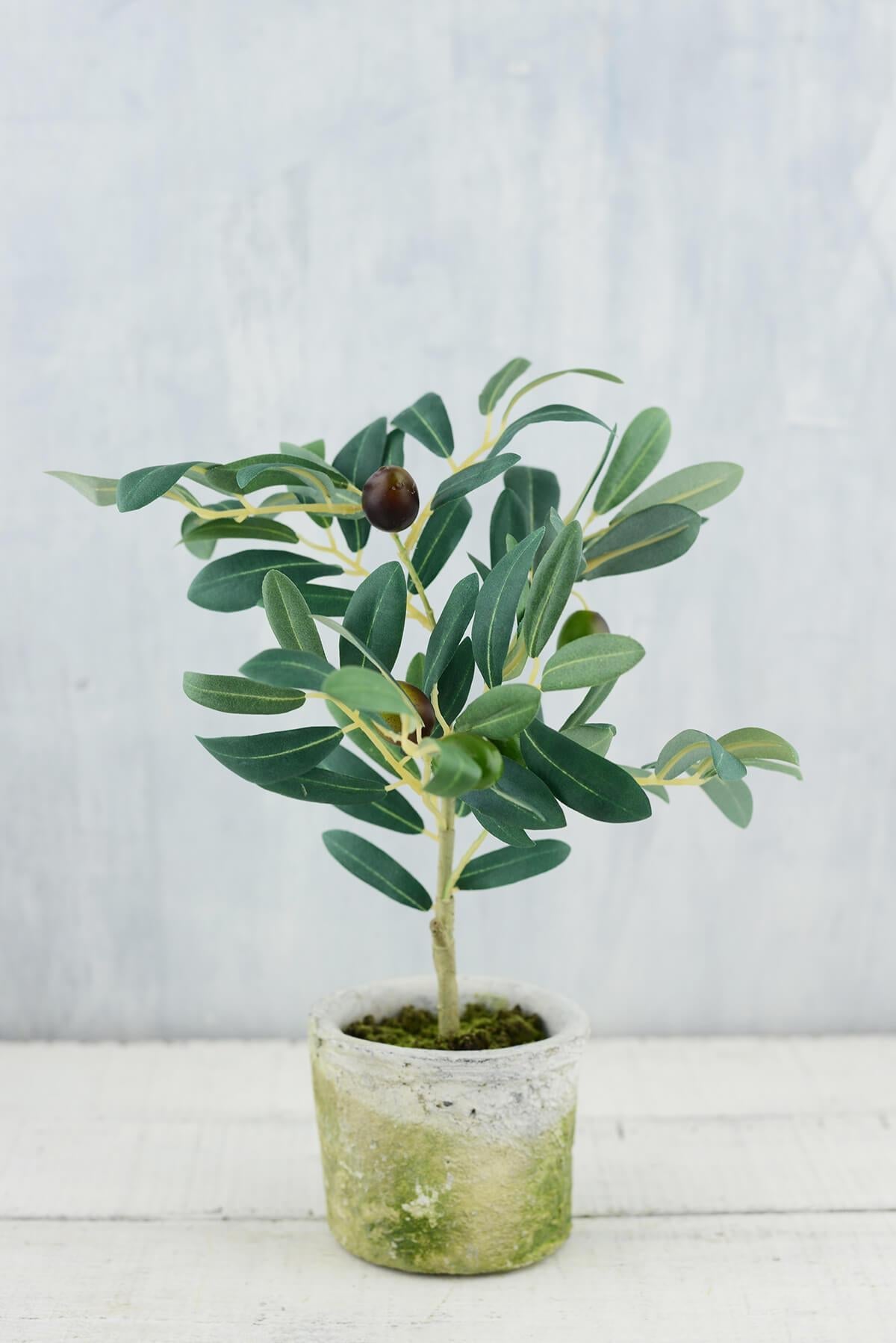 mini olive tree 12in - view 1