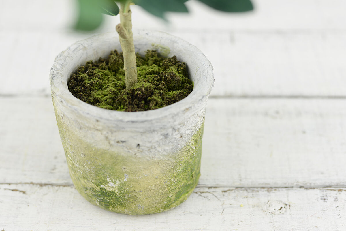 Mini Olive Tree 12in - view 3