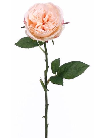 12 Long Stem Peach Roses