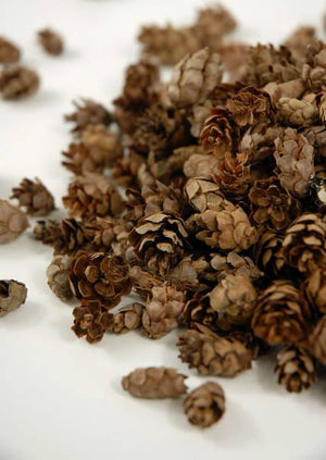 1 of 4: pine cones hemlock 3qrts 1000 cones