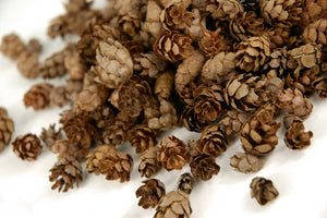 3 of 4: Pine Cones Hemlock 3qrts 1000 cones