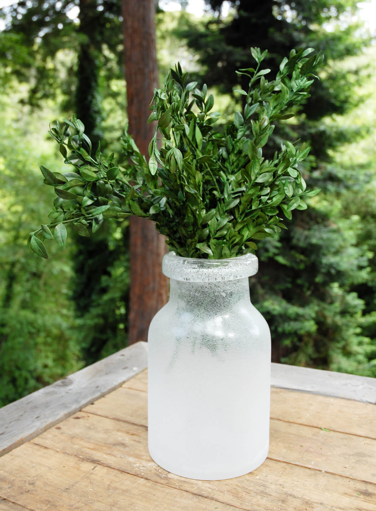 Preserved Boxwood Bundle in Natural Green 5oz. - view 4