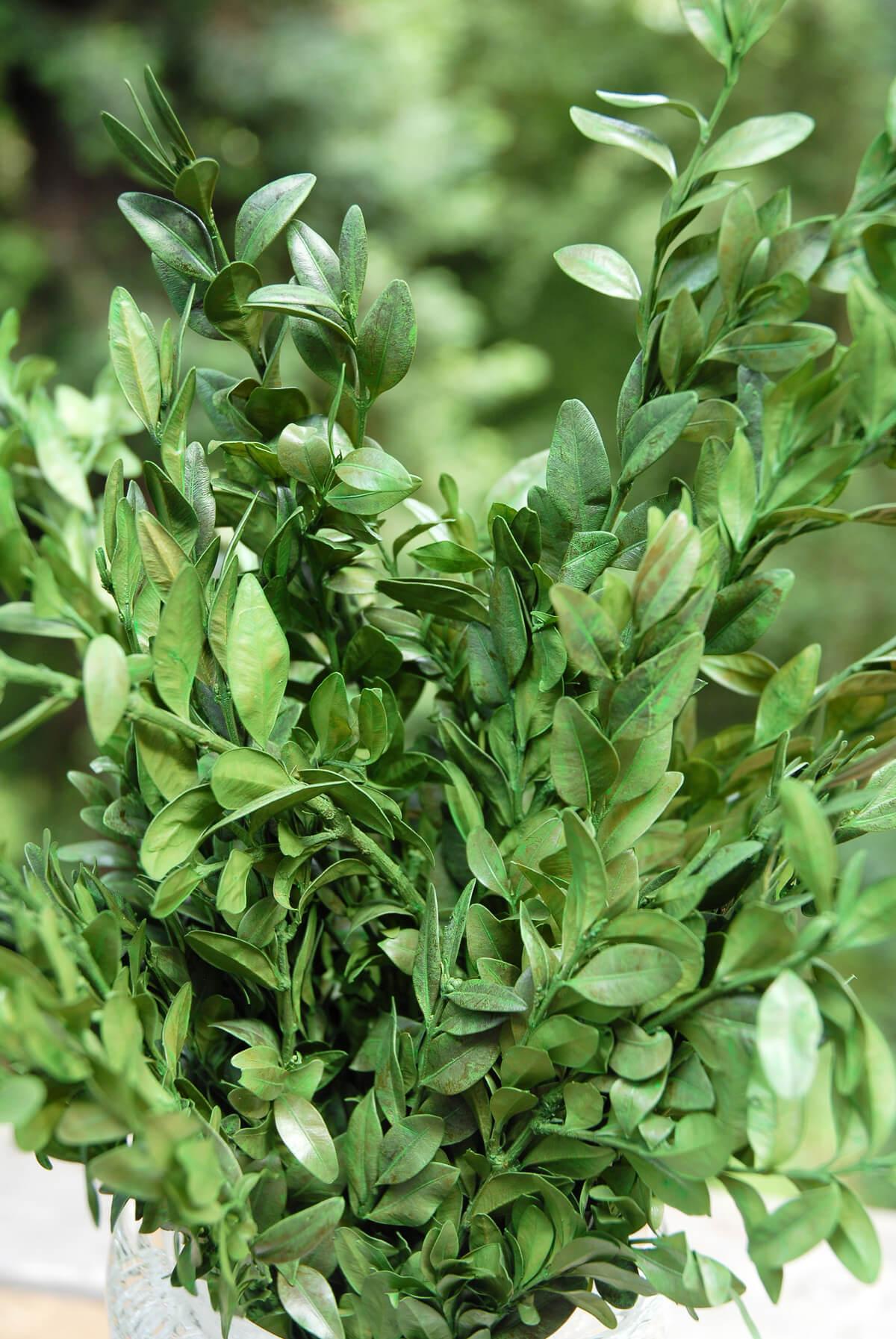 preserved boxwood bundle in natural green 5oz - view 3
