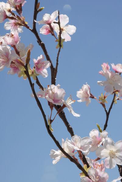 tall silk pink cherry blossom branches 42in