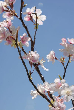1 of 2: tall silk pink cherry blossom branches 42in