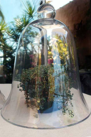 2 of 2: thick glass bell jar 11 1 2