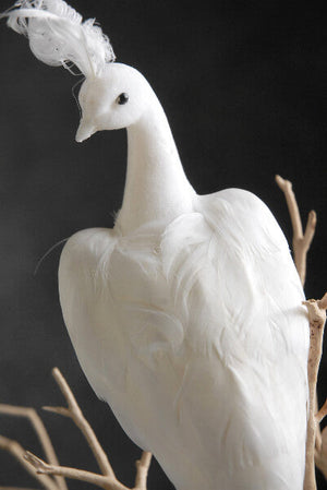 1 of 4: White Feathered Peacocks 17in