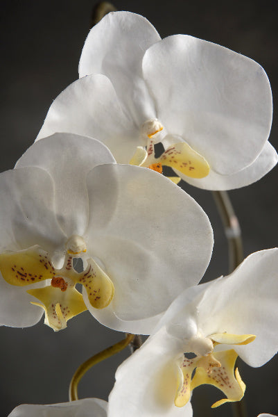 36" Large Phalaenopsis Orchid Spray with 5 Flowers and 3 Buds Cream White - view 2