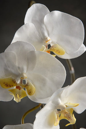 2 of 2: 36" Large Phalaenopsis Orchid Spray with 5 Flowers and 3 Buds Cream White